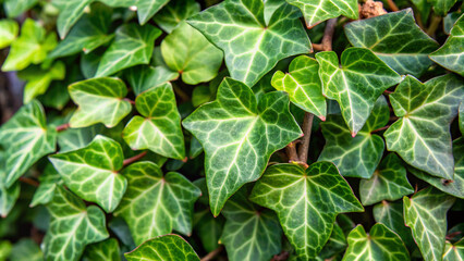 green leaves backgroundleaf, leaves, plant, nature, ivy, garden, flower, food, green, tree, herb, plants, flora, fresh, spring, foliage, vegetable, summer, texture, organic, healthy, vine