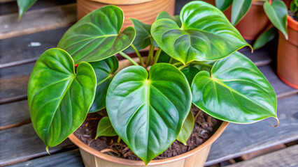 basil plant in a potbasil, leaf, herb, plant, food, isolated, fresh, mint, spice, ingredient, nature, pot, aromatic, leaves, organic, garden, herbal, oregano, healthy, herbs, white, peppermint, cookin