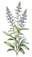 sage watercolor white flowers leaves olated plant illustration sage salvia watercolor watercolor aroma aromatic botanical clipping path collection culinary design diet drawing favor food green