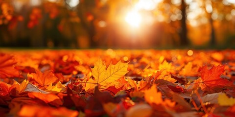 Wall Mural - Autumn leaves in sunlight.