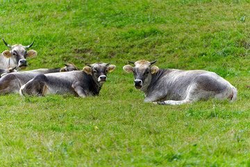 Herd of horned cows lying on meadow at Swiss City of Zürich on a cloudy summer day. Photo taken August 25th, 2023, Zurich, Switzerland.