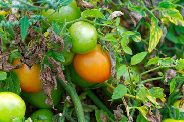 Close-up of green and red organic tomatoes on vegetable field at Swiss City of Zürich on a cloudy summer day. Photo taken August 25th, 2023, Zurich, Switzerland.