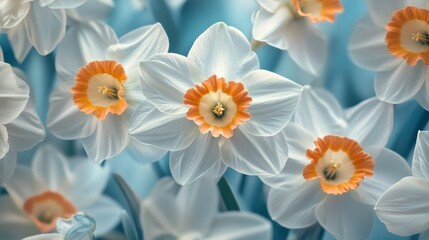 Poster - Beautiful white daffodils bloom with vibrant orange centers against a soft blue background. This floral image captures the essence of spring. Ideal for decoration or nature lovers. AI