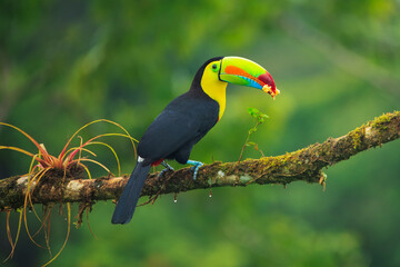 Wildlife from Costa Rica, tropical bird. Toucan sitting on the branch in the forest, green vegetation. Nature travel holiday in central America. Keel-billed Toucan, Ramphastos sulfuratus.