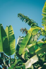 Wall Mural - Green Banana Leaves Against Blue Sky