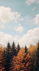 Canvas Print - Autumn Forest Trees Under Blue Sky