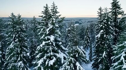 Wall Mural - Aerial view of a dense forest covered in snow, with tall evergreen trees creating a serene and captivating winter landscape