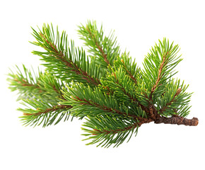 a pine tree branch with needles