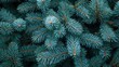 © MUdaylah - short needles of a coniferous tree close-up on a green background, texture of needles of a Christmas tree close-up, blue pine branches, with generative ai