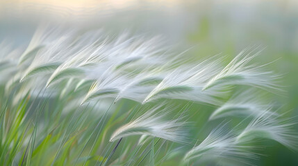 Sticker - White Grass Seeds Swaying in the Wind