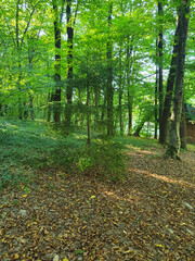 Summer forest, green trees, bushes around, the ground is covered with periwinkle, nature