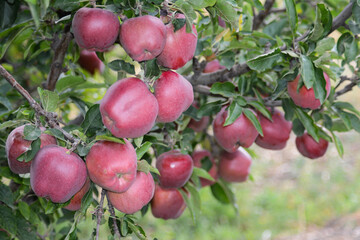 Apple tree. Red apples on the tree. Fruit garden. Apples print set, wall art, interior design