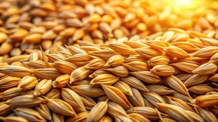 Barley grains in rows, close-up, dry, natural lighting, farm