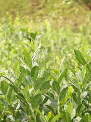 Poster - Close up of green tea leaves as nature background