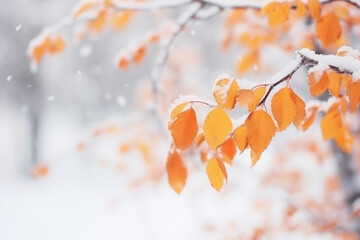 Orange autumn leaves dusted with winter snow