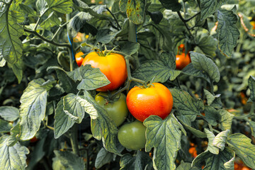 Tomato garden, domates bahçesi