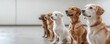 © Jayda_ArtistryHub - Group of dogs being led through basic obedience training at a doggy daycare, practicing sit and stay   obedience training, dog daycare