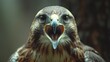 © Daniel - Bird of prey with its beak open.