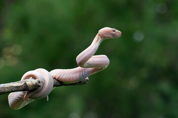 Wall Mural - trimeresurus purpureomaculatus on branch, mangrove pit viper with defensive position on branch
