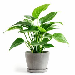 A large green plant is in a grey pot. The plant is tall and has many leaves. The pot is placed on a white background