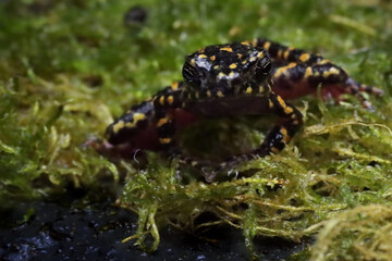 Wall Mural - Bleeding toad or Leptophryne cruentata closeup on moss, Leptophryne cruentata closeup on isolated background, Indonesian toad, Bleeding toad