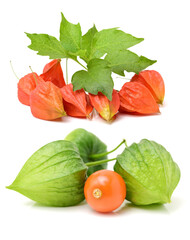 Poster - Physalis fruit isolated on white background 