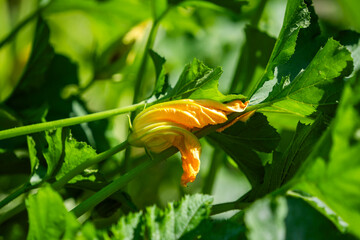 Zucchini blooming in the garden in summer.