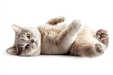 Poster - Playful gray cat relaxing pose