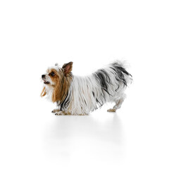 Canvas Print - Woof. Small, fluffy dog,  purebred Biewer Yorkshire Terrier, with black, white, and brown fur standing in playful pose isolated on white background. Concept of animal theme, pet care, grooming, vet