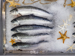 Salmon fish on ice cubes. Seafood store counter. Sale of fish from salmon family. Chilled fish is sold in supermarket. Fresh starfish and salmon top view. Seafood caught by fishermen in ocean