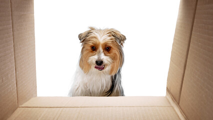 Canvas Print - Curious purebred Biewer Yorkshire Terrier dog looking inside carton box isolated on white studio background. Concept of animal theme, pet care, grooming, vet