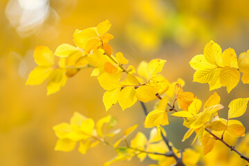 yellow flowers in spring