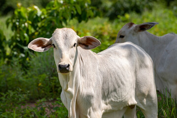 nelore cattle looking at camera on pasture, white cow