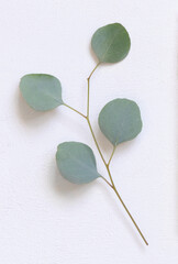 Green eucalyptus branch with leaves on white table top view