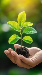 Canvas Print - Close-up of a hand holding a sapling, new leaves glowing in sunlight, concept of sustainability and growth