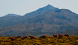 © Adrian - A herd of horses grazing beneath Mannetjieberg, Kammanassie mountains near Uniondale.