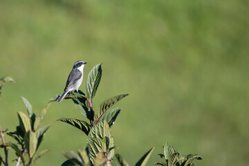 Gray Bush chat perching on bush 