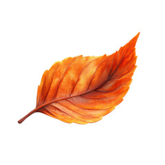 Wall Mural - autumn leaf in vibrant orange color, white isolate background. transparent background