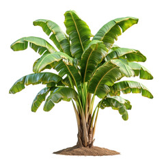 Wall Mural - banana plant with vibrant green leaves, white isolate background. transparent background