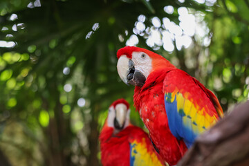 close-up portrait of colorful scarlet macaw parrots in cancun, quintana roo, mexico against green na