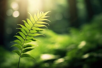 Canvas Print - Fern leaves in forest fern vegetation sunlight.