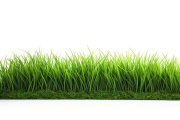 Canvas Print - Grass border plant green lawn.