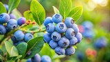 Closeup of unripe blueberry growing on bush, Vaccinium corymbosum fruit