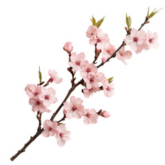 Canvas Print - Delicate Pink Cherry Blossom Branch on White Background