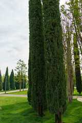 A group of Cupressus sempervirens or Mediterranean cypress planted innew modern city park Krasnodar. Public landscape 'Galitsky park' for relaxation and walking. Spring 2024