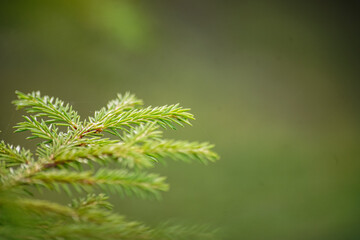 spruce branch on green background bokeh close-up - background wallpaper.