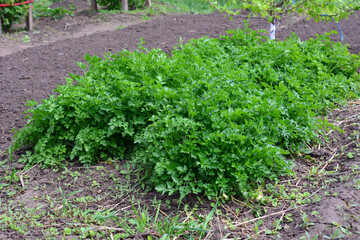 a field of green parsley isolated in the garden