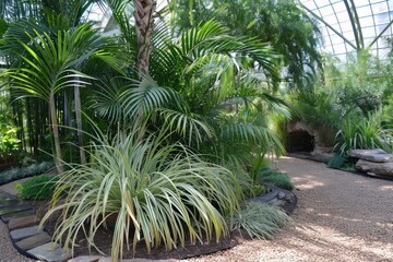 Wall Mural - Ponytail Palm plant vegetation gardening outdoors.