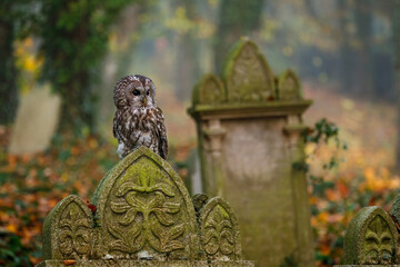 owl in foggy morning. tawny owl, strix aluco, perched on old gravestove. mysterious scene with owl o
