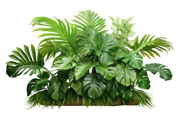 Canvas Print - Jungle plant clipart leaf fern white background.